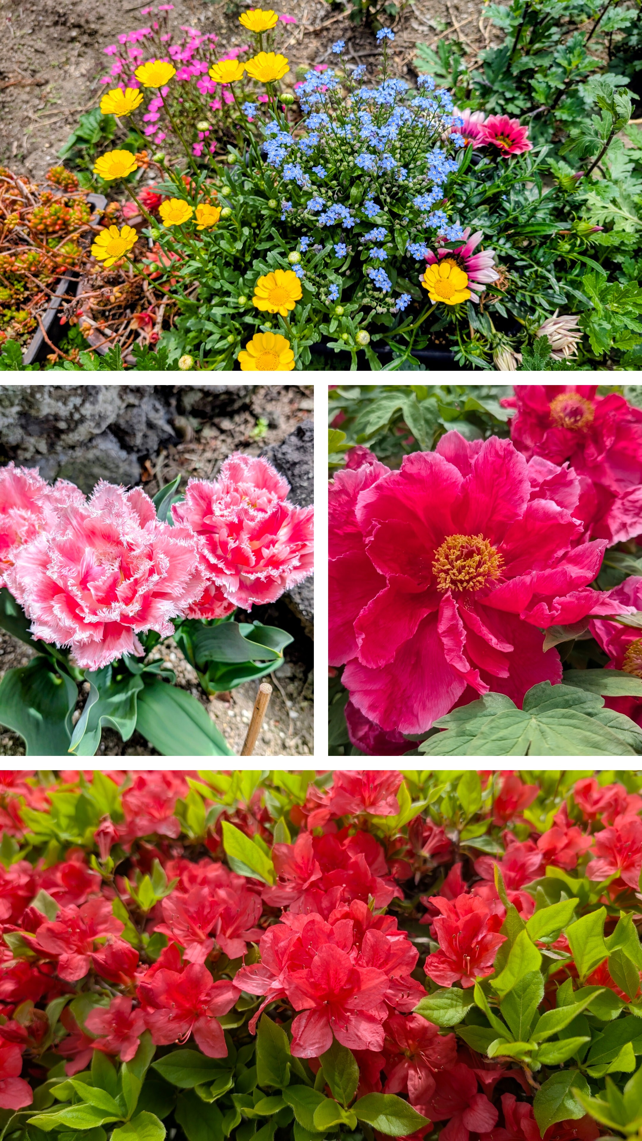 20260418_155553-COLLAGE.jpg