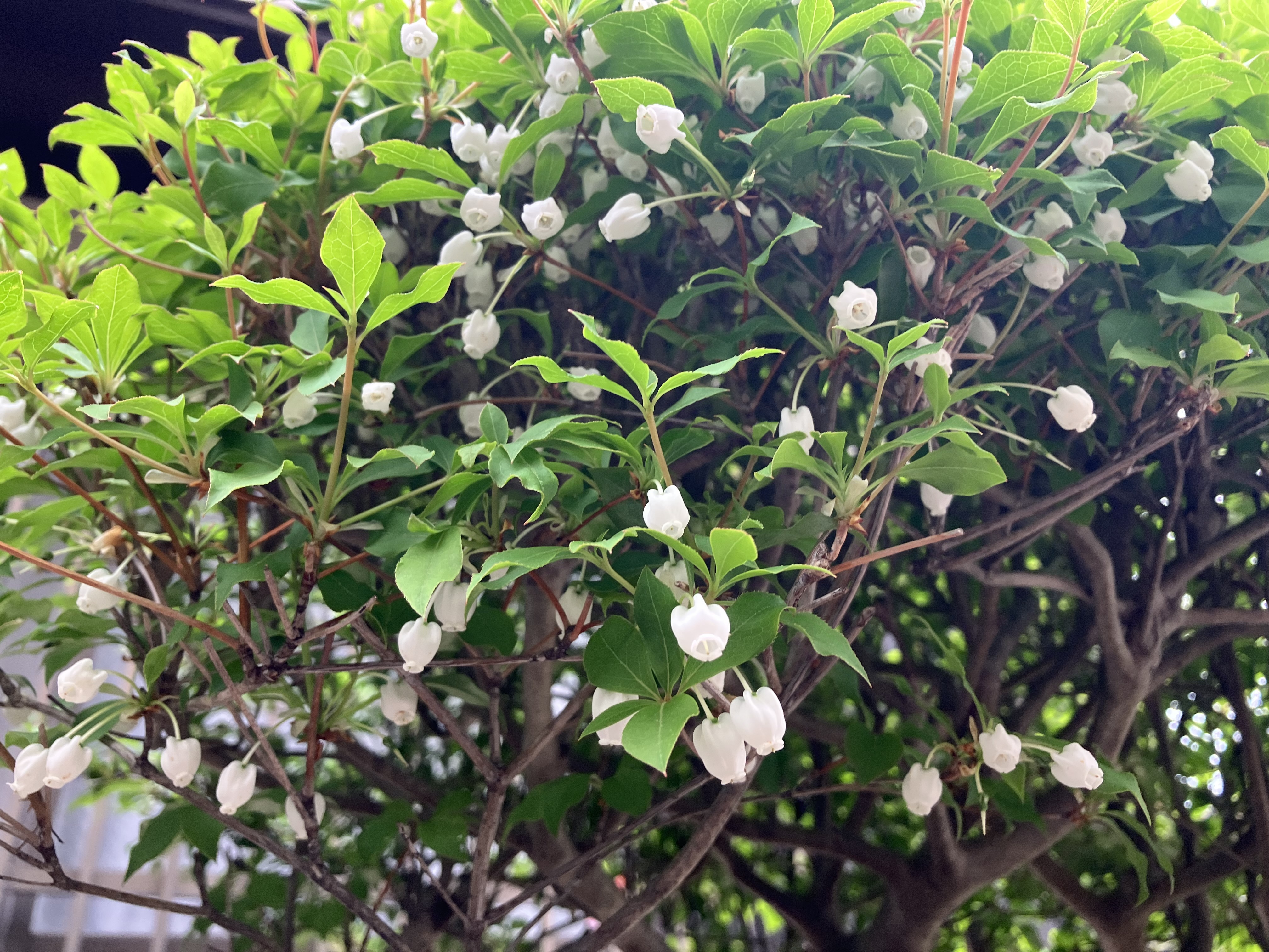 IMG_7387.jpeg