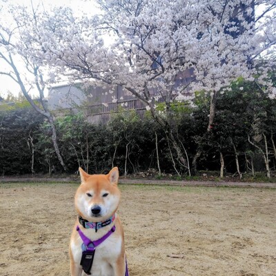 Screenshot_20260418-201622_2.png