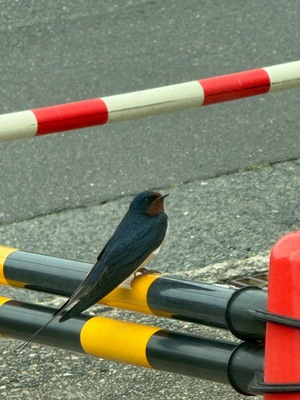 IMG_4027.jpeg