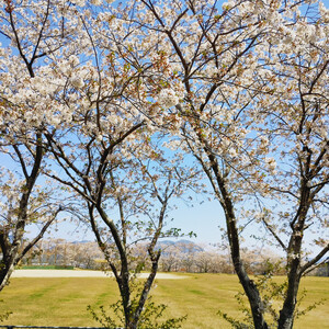 IMG_20260408_114326521.jpg