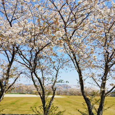 IMG_20260408_114326521.jpg