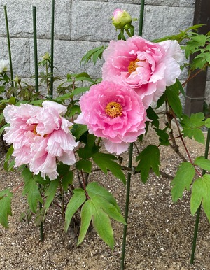 IMG_0006.jpeg