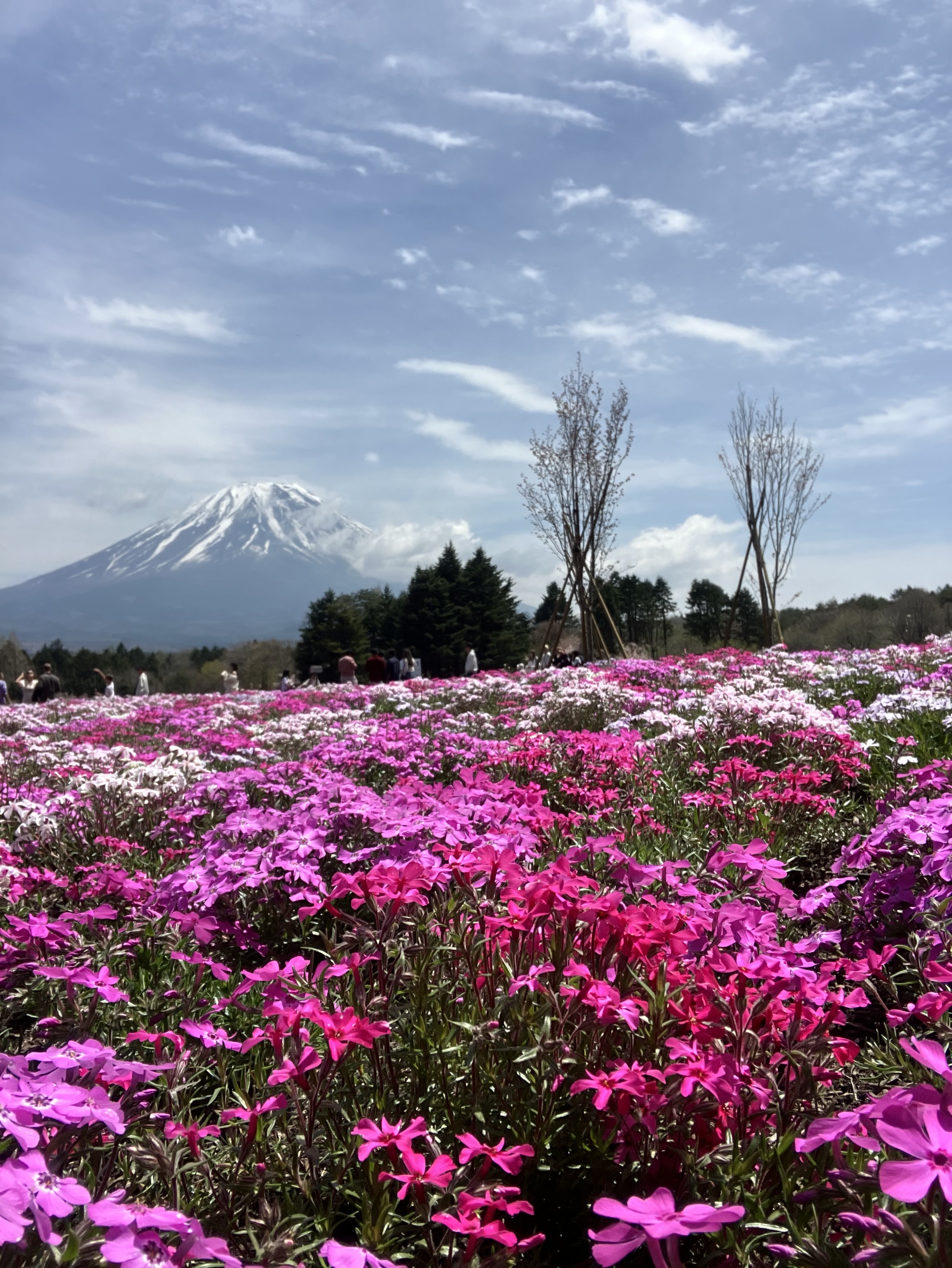 IMG_3029.jpeg