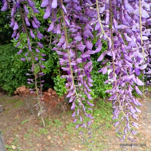 IMG_20260419_130408404.jpg