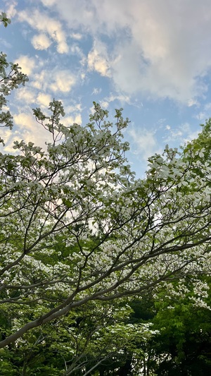 IMG_1207.jpeg