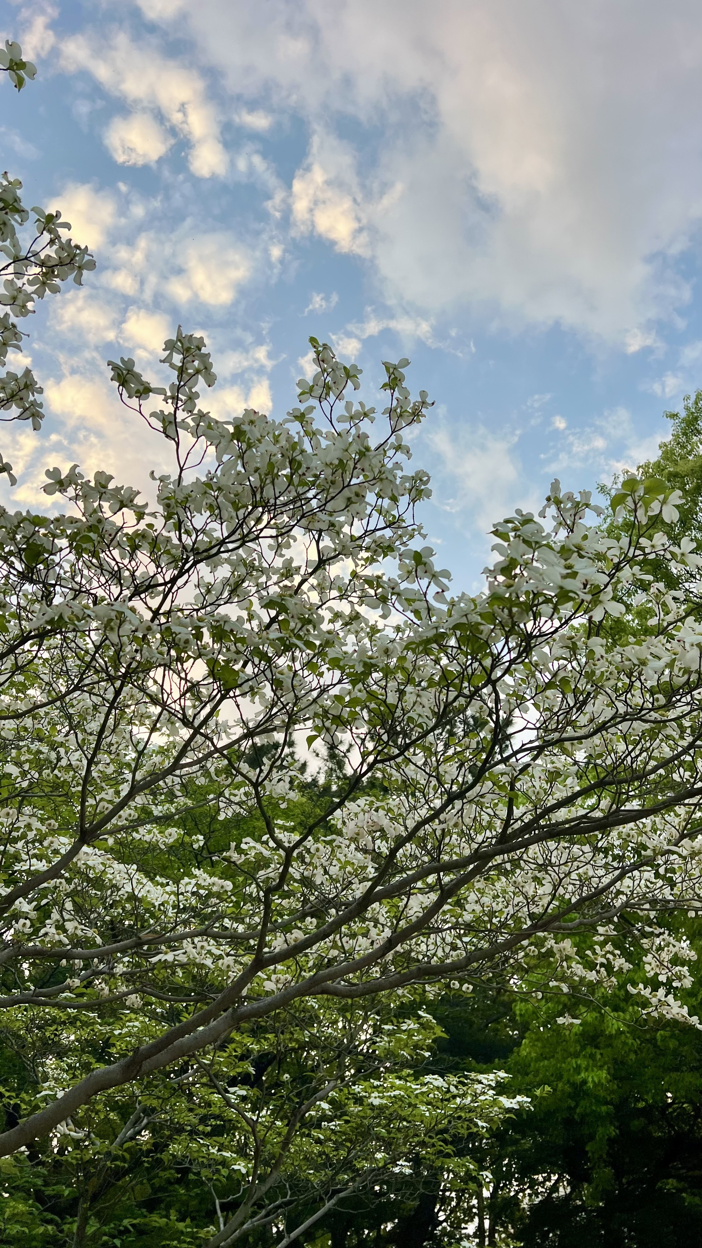 IMG_1207.jpeg