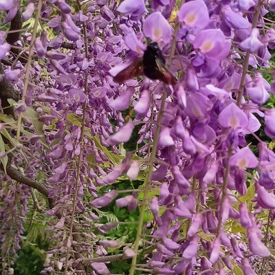 IMG_20260419_130318599_HDR_3.jpg
