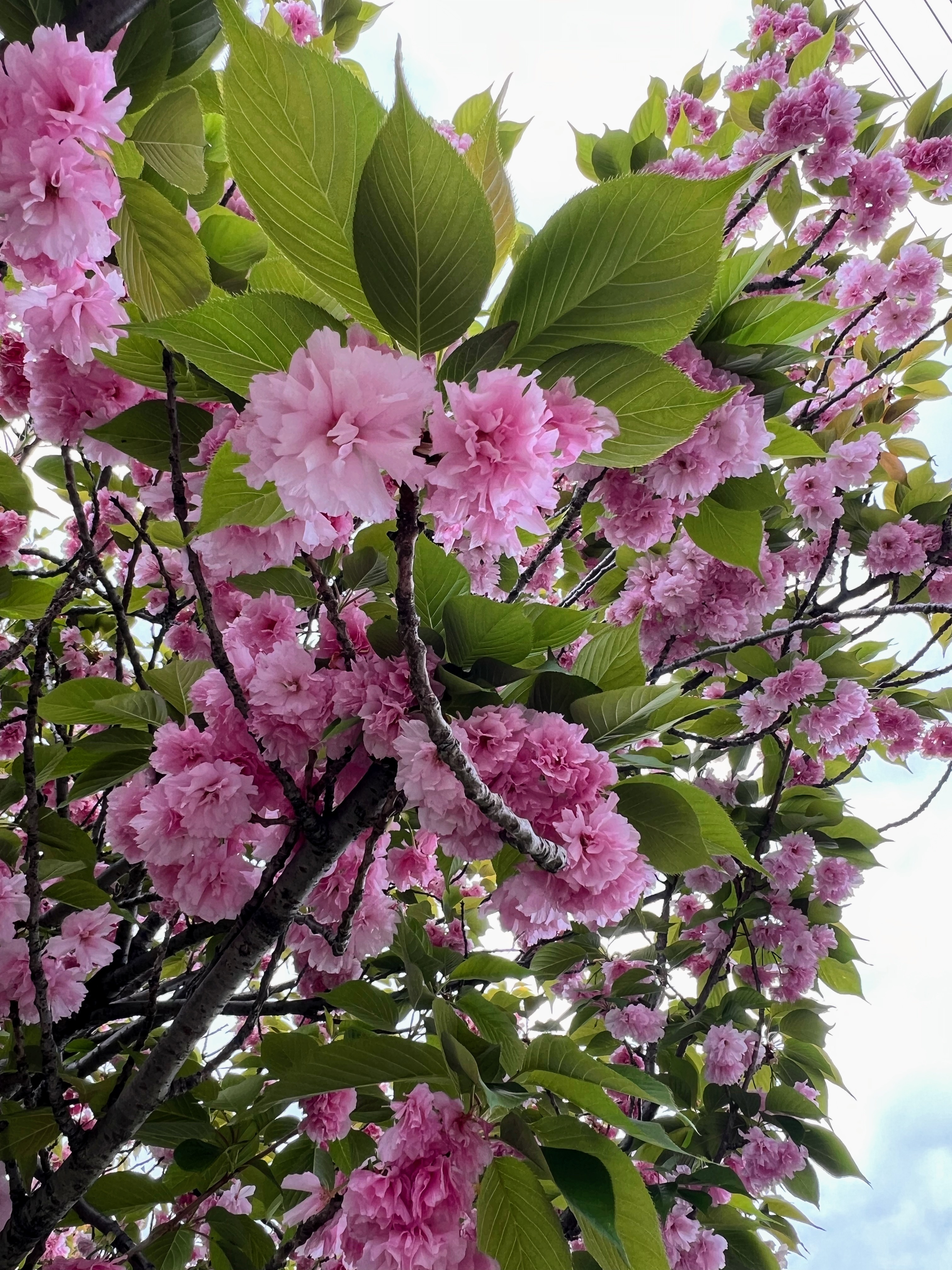 IMG_5009_Copy.jpeg