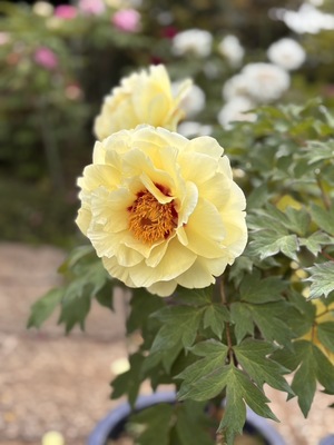 IMG_1454.jpeg
