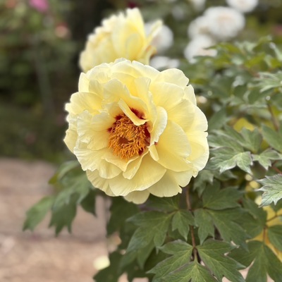 IMG_1454.jpeg