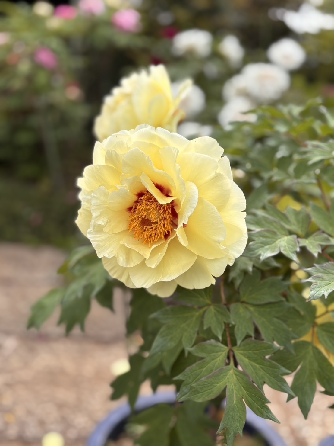IMG_1454.jpeg