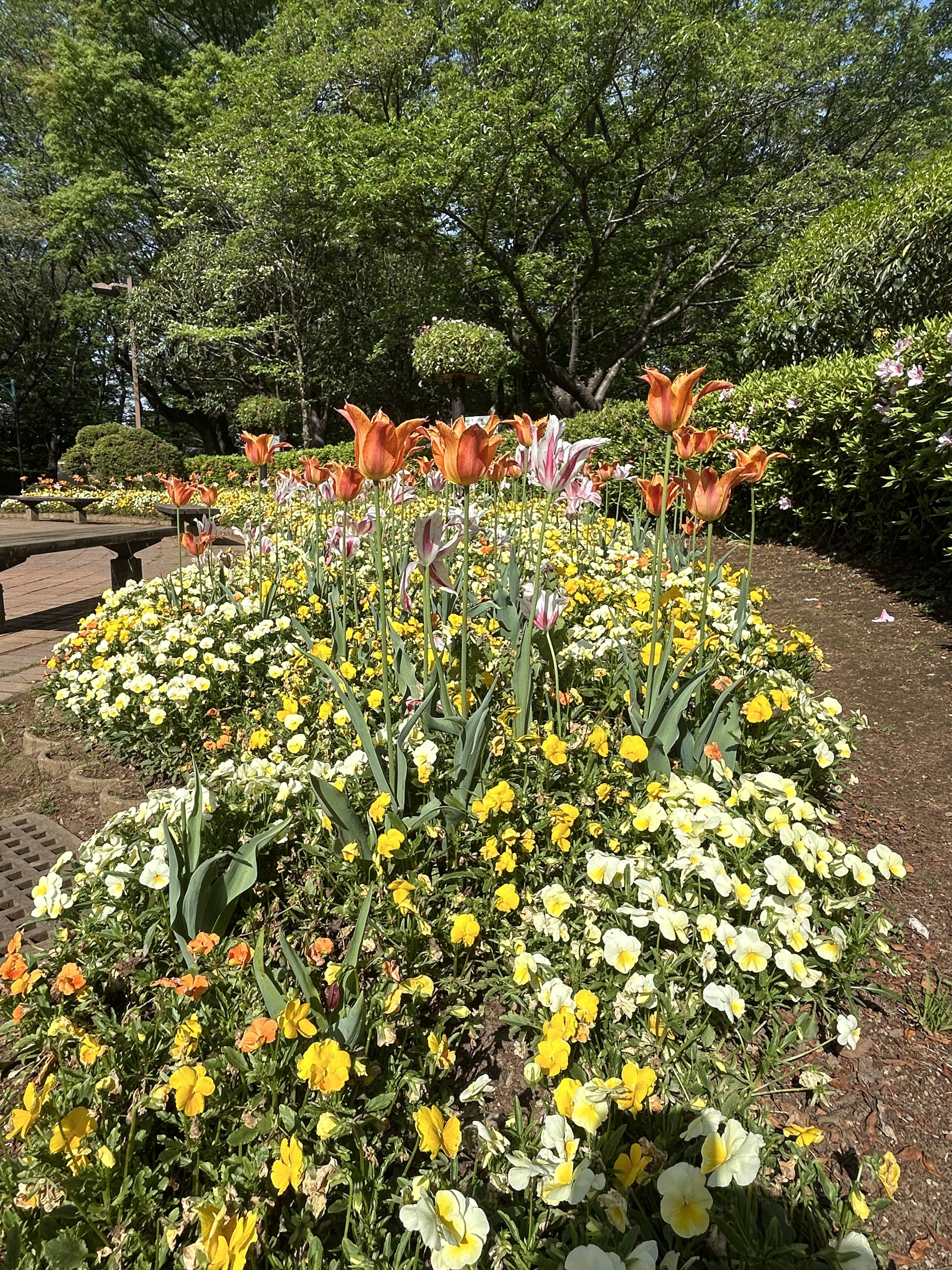 IMG_6701.jpeg