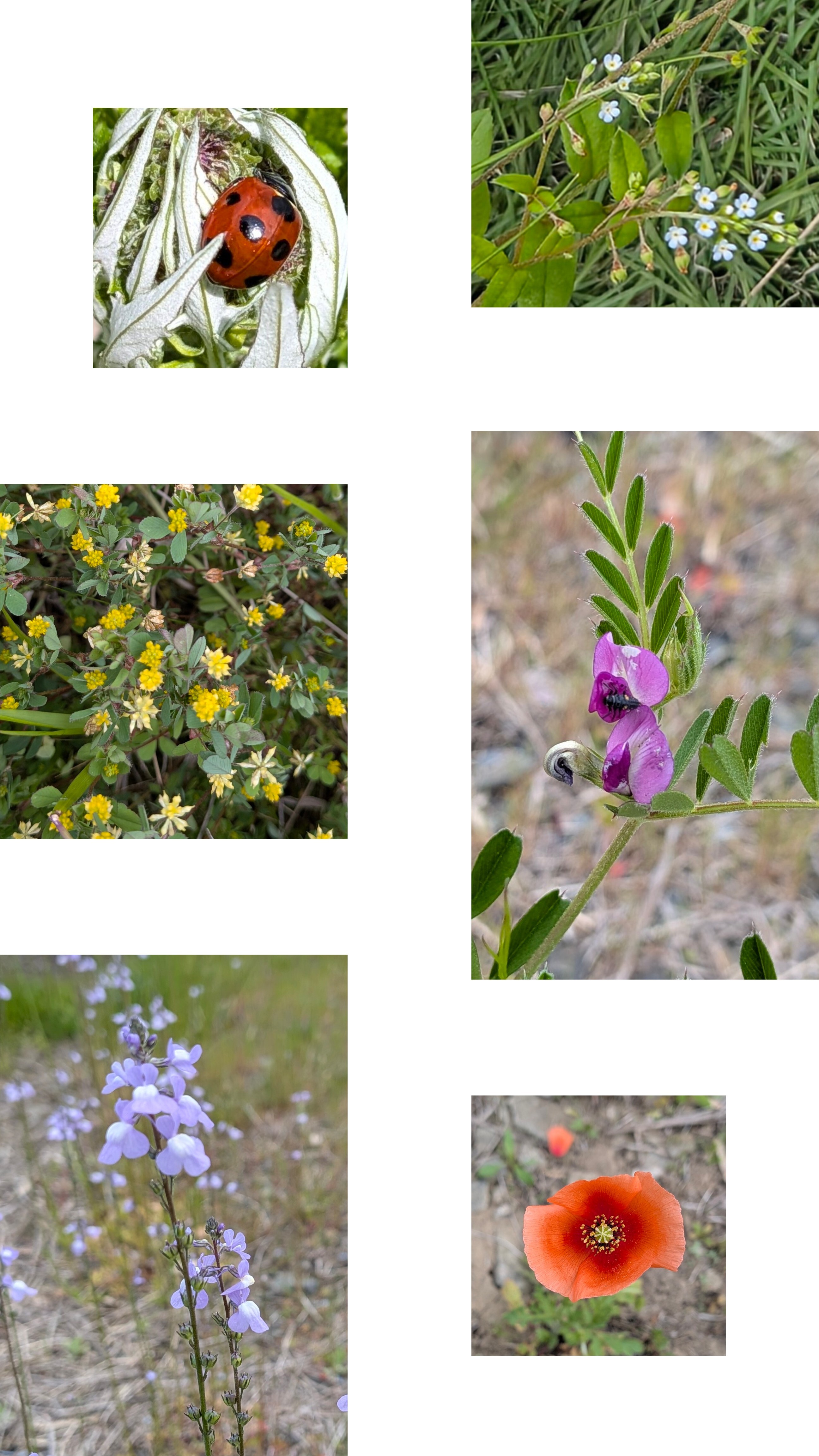 20260420_115930-COLLAGE.jpg