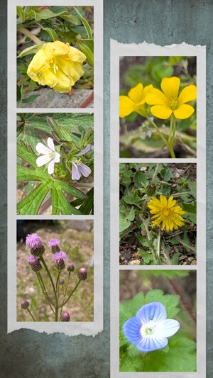 20260420_120608-COLLAGE.jpg