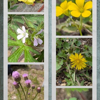 20260420_120608-COLLAGE.jpg