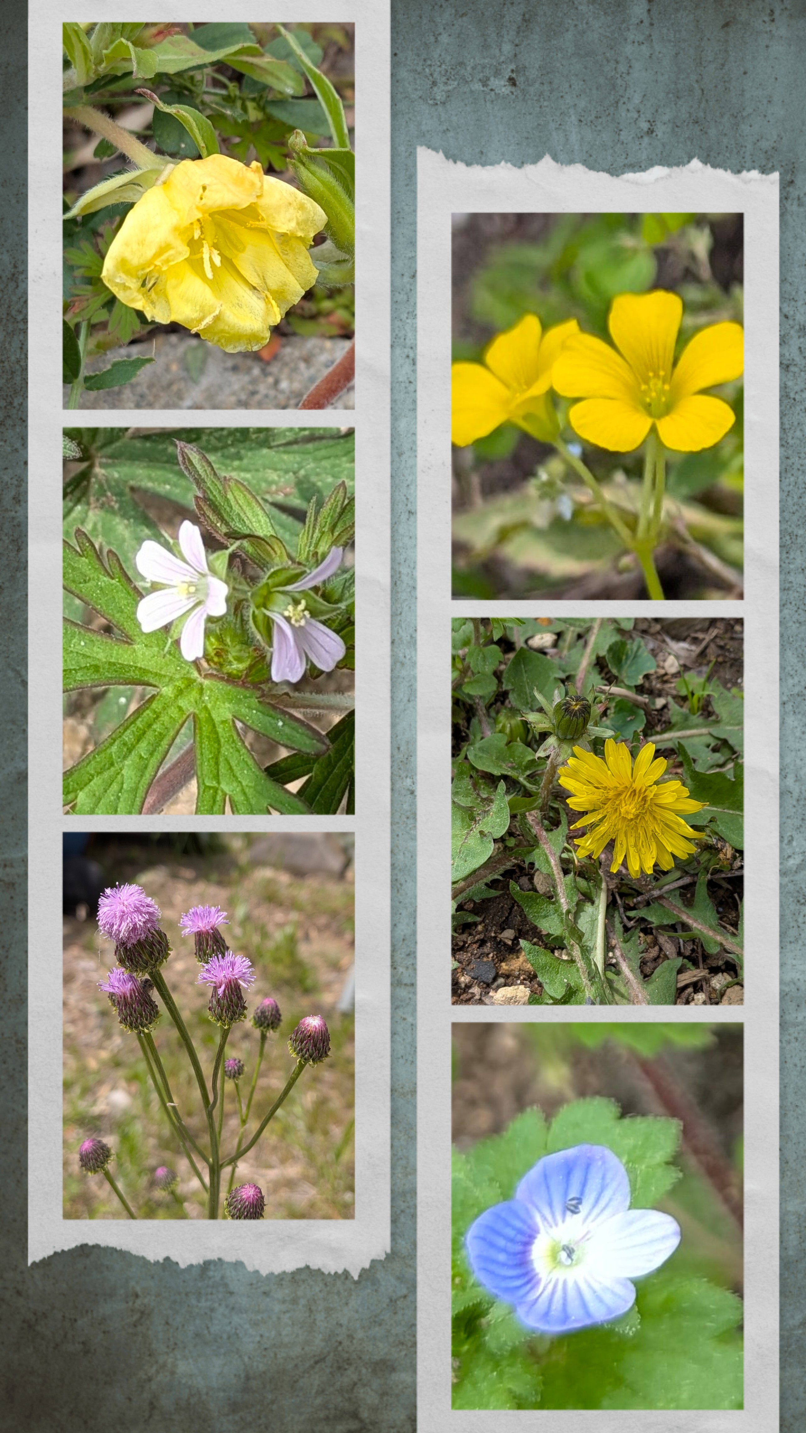 20260420_120608-COLLAGE.jpg