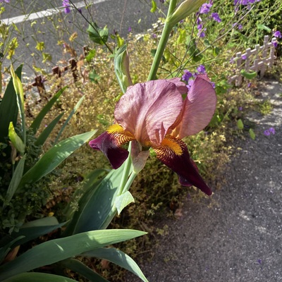IMG_7440.jpeg
