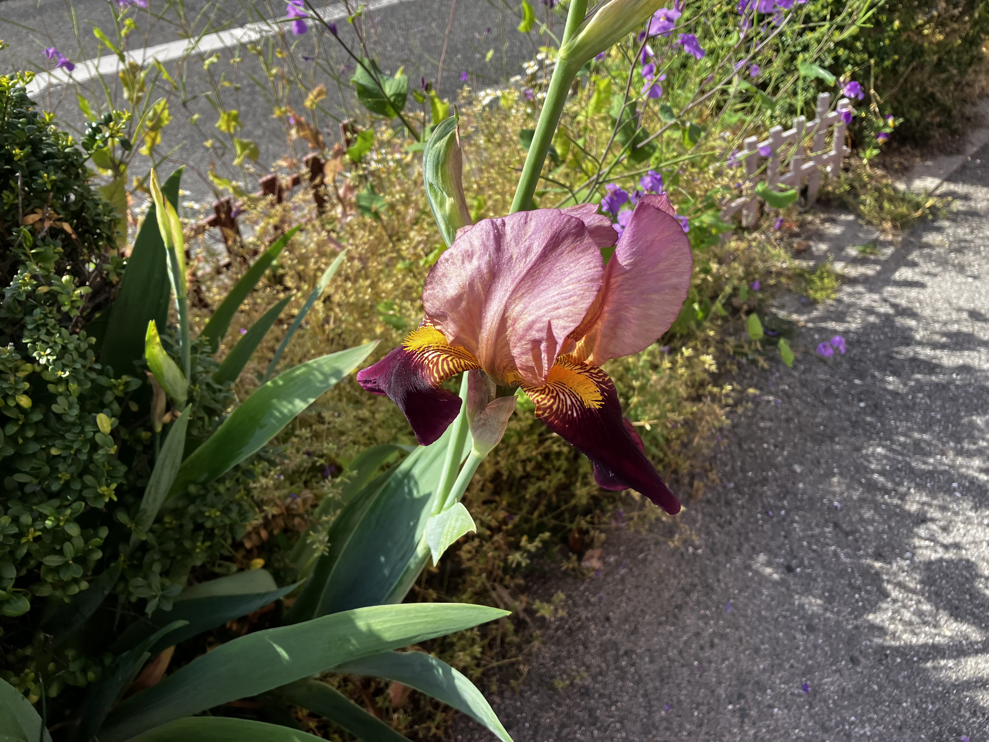 IMG_7440.jpeg