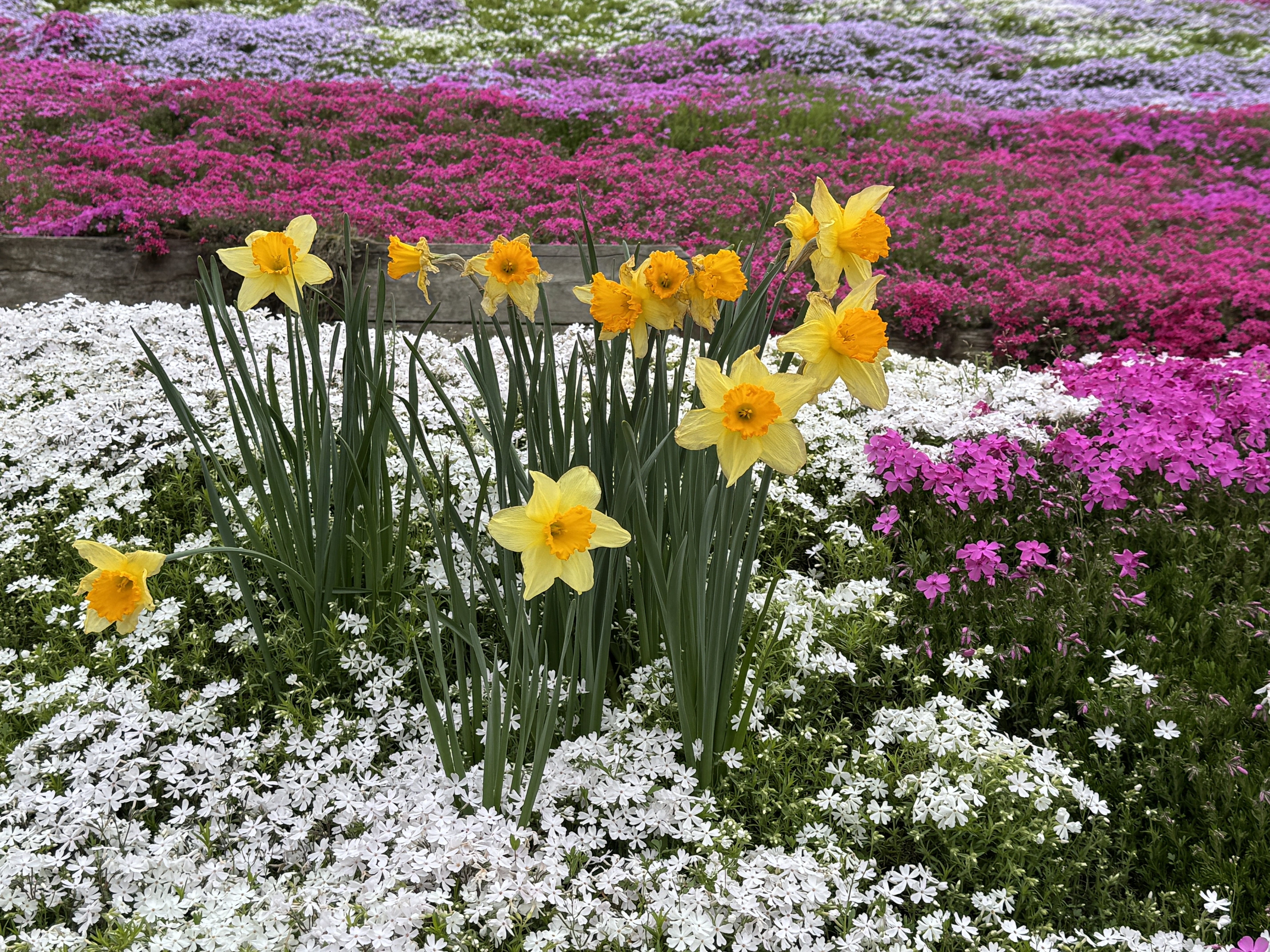 IMG_3541.jpeg
