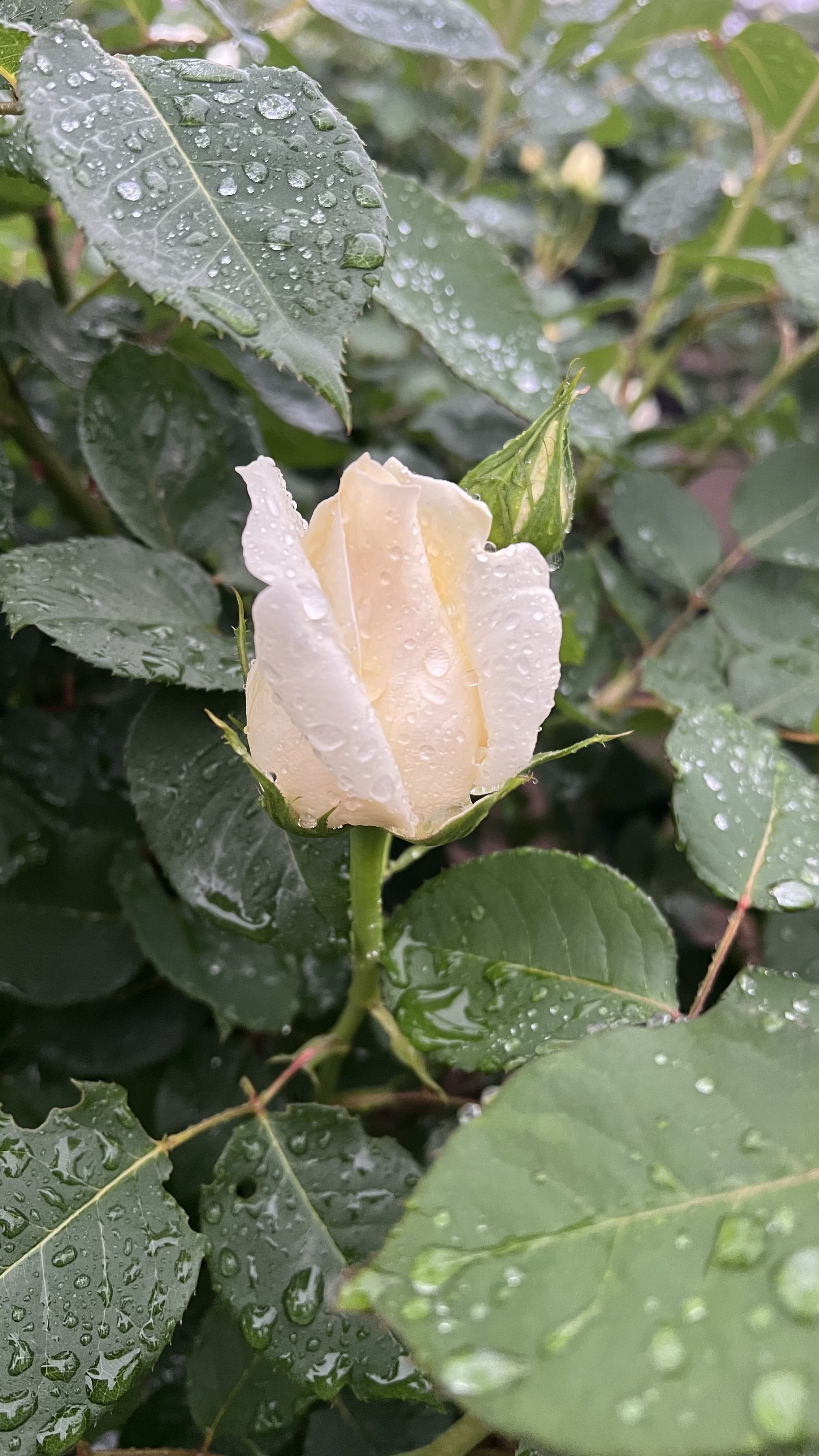 IMG_1395.jpeg