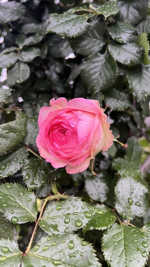 IMG_1406.jpeg