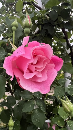 IMG_1325.jpeg