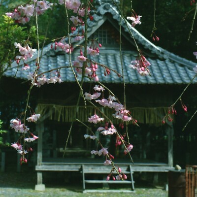 2026.04.07_OM-2N（B）ZUIKO35-70mm_FUJIFILM_400_亀岡神社_03__.jpg