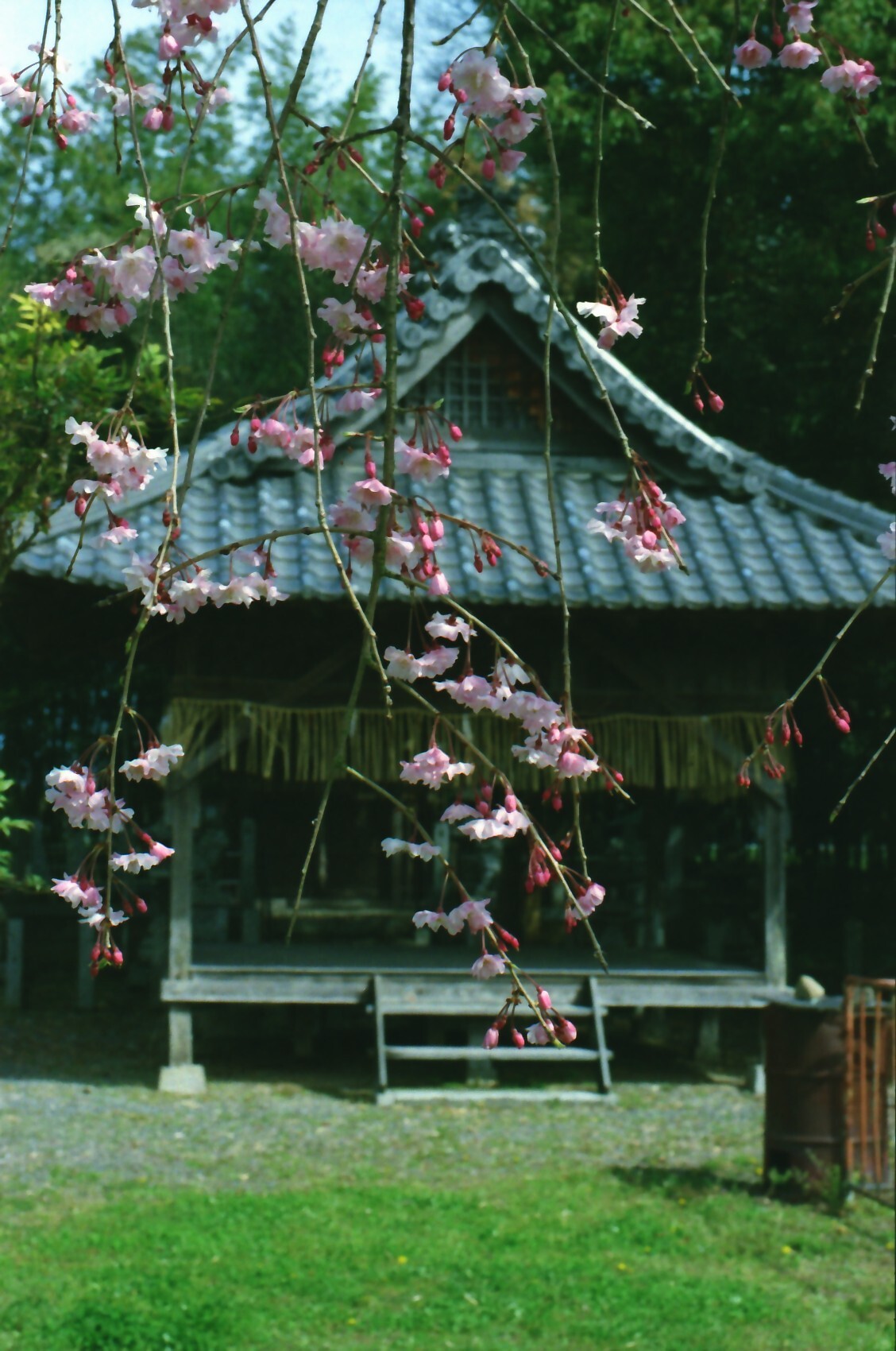2026.04.07_OM-2N（B）ZUIKO35-70mm_FUJIFILM_400_亀岡神社_03__.jpg