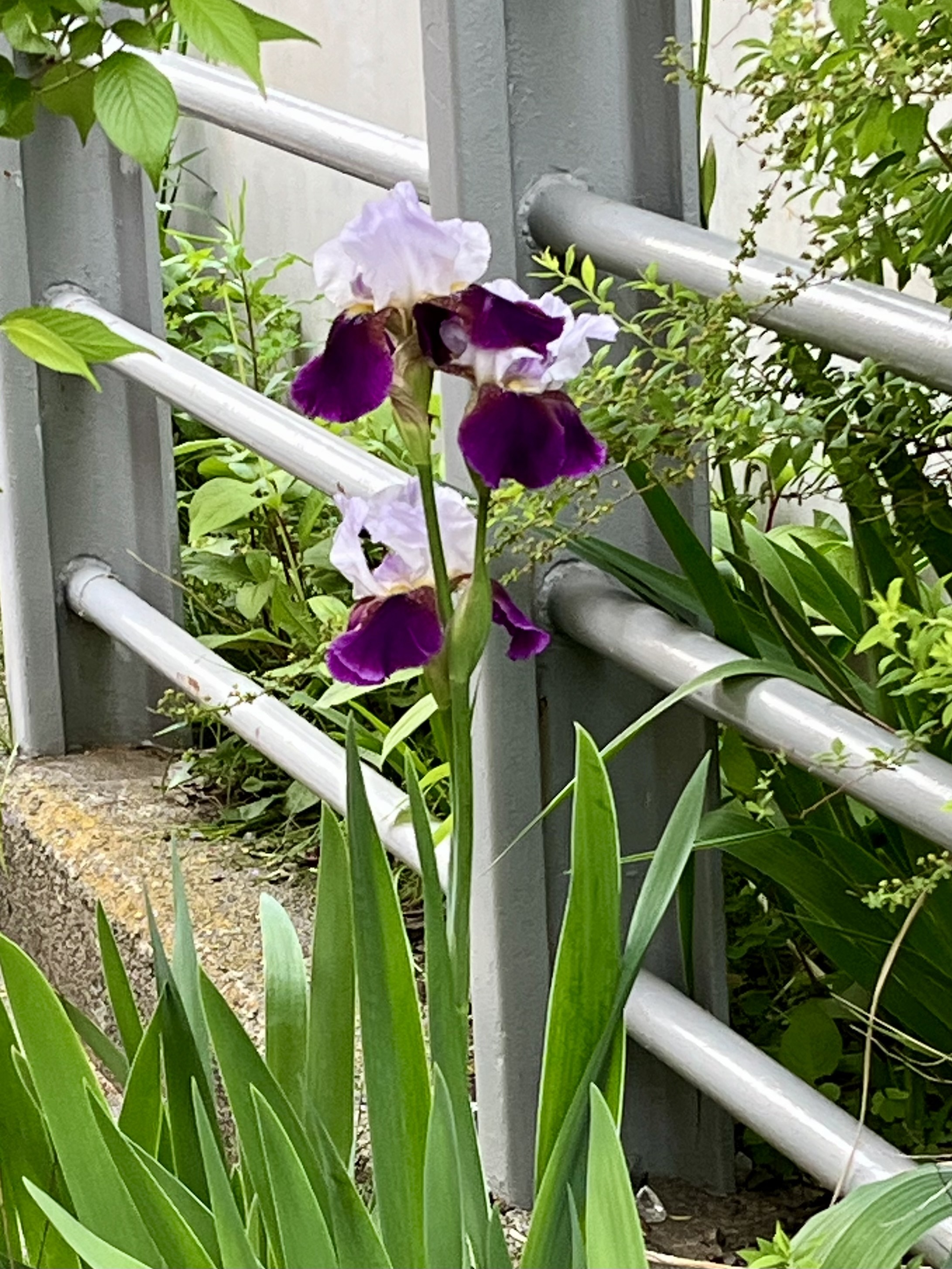 IMG_3068.jpeg