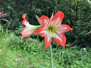 IMG_4251.jpeg