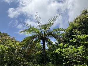 IMG_4239.jpeg