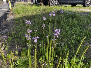 IMG_7448.jpeg
