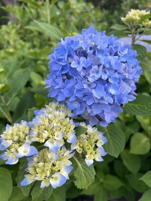 IMG_1576.jpeg