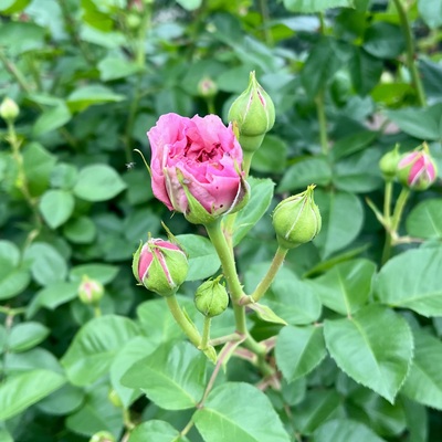 IMG_1673.jpeg