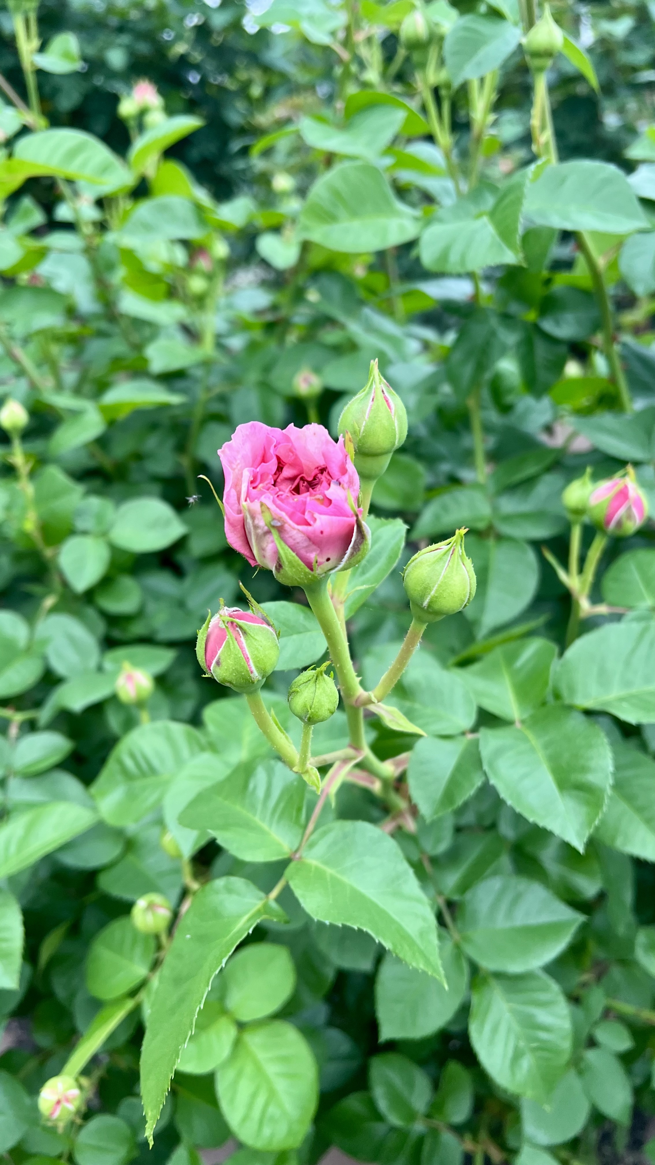 IMG_1673.jpeg