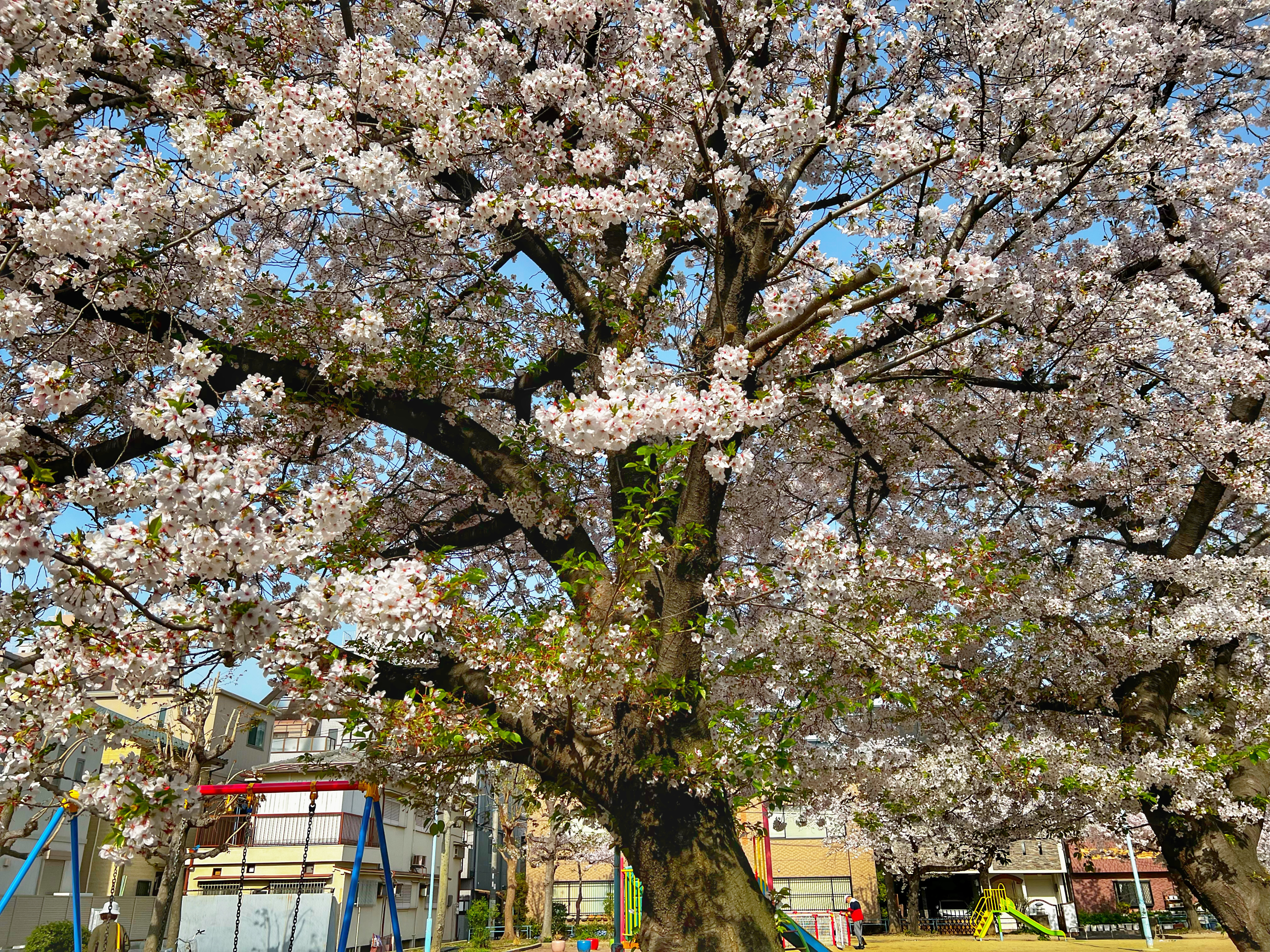 IMG_4102.jpeg
