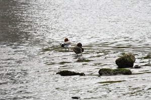 ひどり.JPG