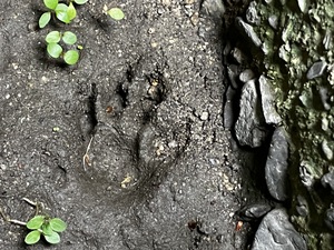 IMG_7452.jpeg