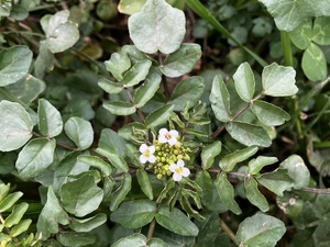 IMG_7463.jpeg