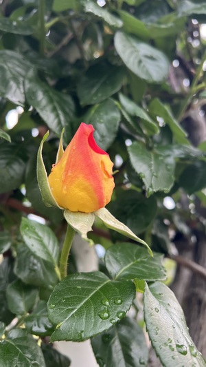 IMG_1816.jpeg