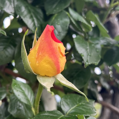 IMG_1816.jpeg