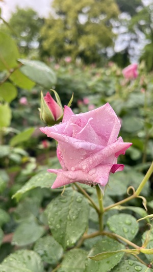IMG_1822.jpeg
