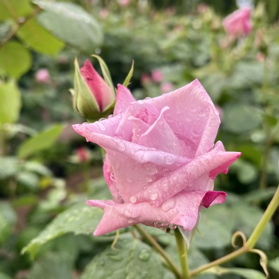 IMG_1822.jpeg