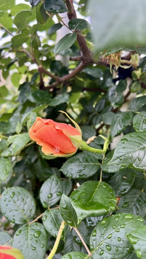 IMG_1795.jpeg