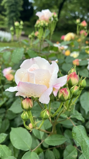 IMG_1746.jpeg