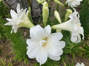 IMG_4312.jpeg