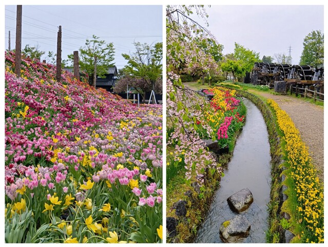 20260424_144251-COLLAGE.jpg