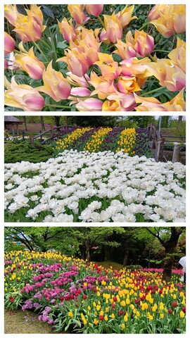 20260424_142532-COLLAGE.jpg