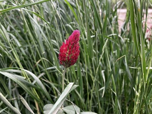 IMG_7453.jpeg
